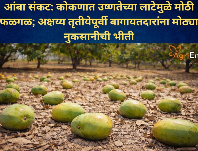 आंबा संकट: कोकणात उष्णतेच्या लाटेमुळे मोठी फळगळ; अक्षय्य तृतीयेपूर्वी बागायतदारांना मोठ्या नुकसानीची भीती