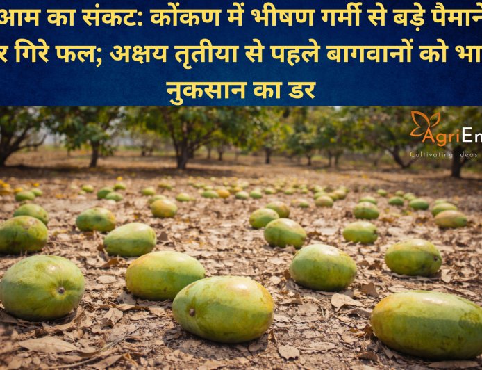 आम का संकट: कोंकण में भीषण गर्मी से बड़े पैमाने पर गिरे फल; अक्षय तृतीया से पहले बागवानों को भारी नुकसान का डर