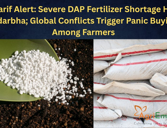 Kharif Alert: Severe DAP Fertilizer Shortage Hits Vidarbha; Global Conflicts Trigger Panic Buying Among Farmers