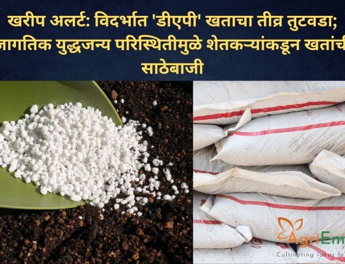 खरीप अलर्ट: विदर्भात 'डीएपी' खताचा तीव्र तुटवडा; जागतिक युद्धजन्य परिस्थितीमुळे शेतकऱ्यांकडून खतांची साठेबाजी