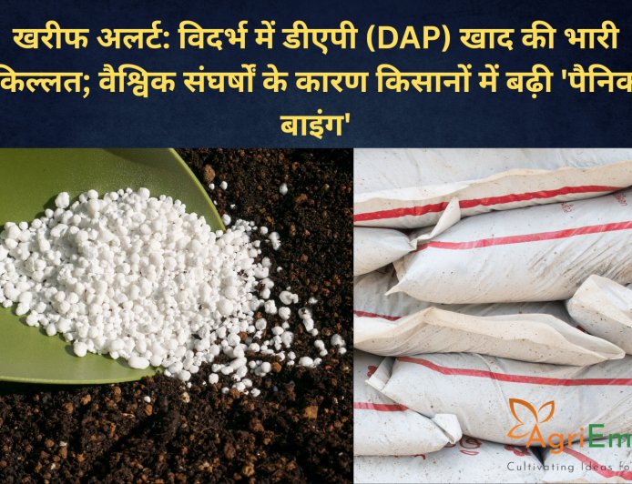 खरीफ अलर्ट: विदर्भ में डीएपी (DAP) खाद की भारी किल्लत; वैश्विक संघर्षों के कारण किसानों में बढ़ी 'पैनिक बाइंग'