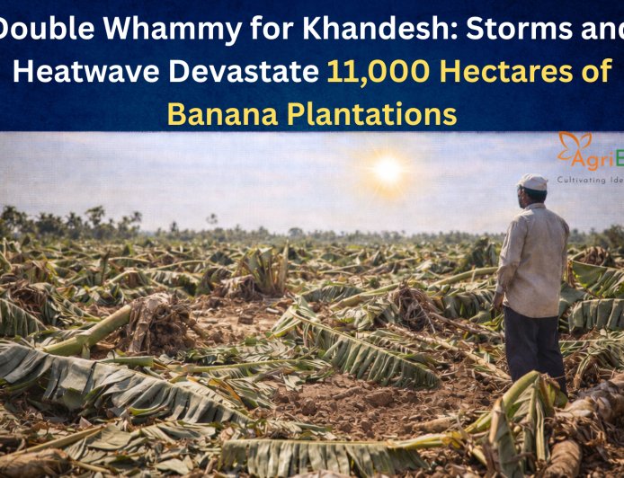 Double Whammy for Khandesh: Storms and Heatwave Devastate 11,000 Hectares of Banana Plantations