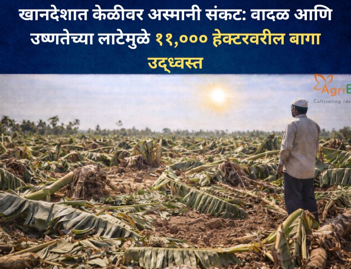 खानदेशात केळीवर अस्मानी संकट: वादळ आणि उष्णतेच्या लाटेमुळे ११,००० हेक्टरवरील बागा उद्ध्वस्त