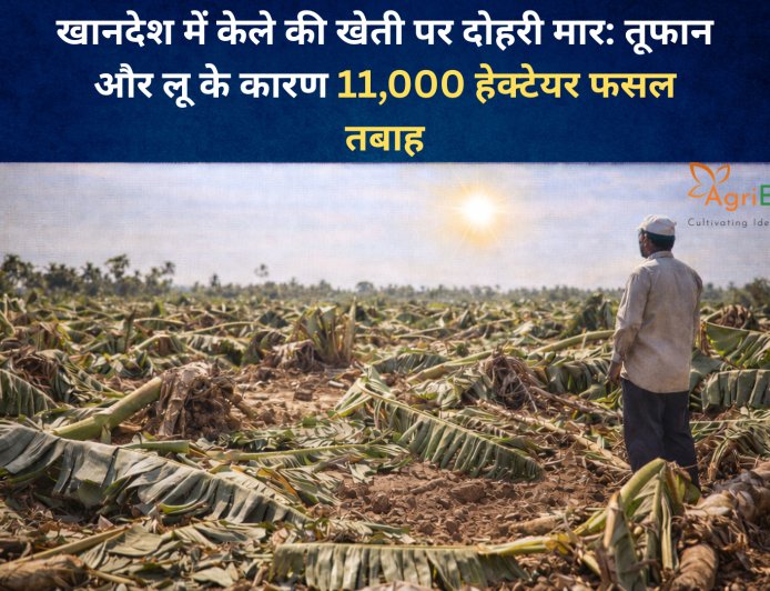 खानदेश में केले की खेती पर दोहरी मार: तूफान और लू के कारण 11,000 हेक्टेयर फसल तबाह