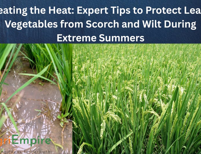 Beating the Heat: Expert Tips to Protect Leafy Vegetables from Scorch and Wilt During Extreme Summers