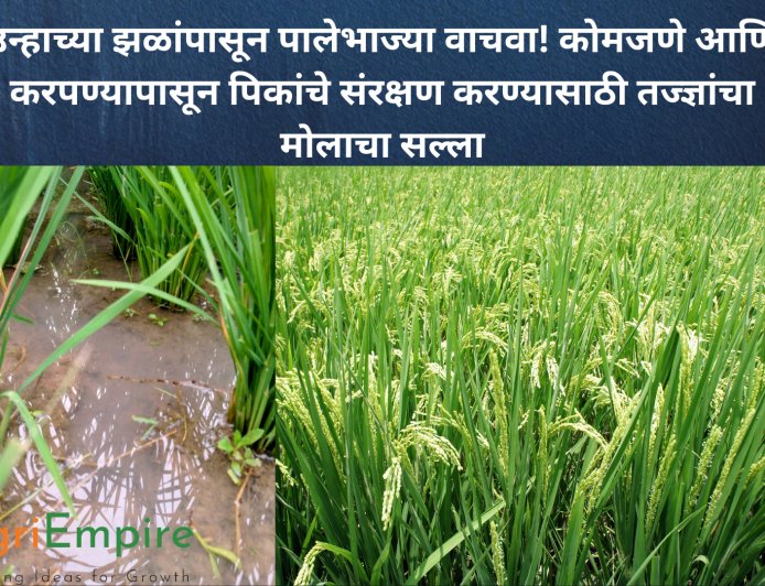 उन्हाच्या झळांपासून पालेभाज्या वाचवा! कोमजणे आणि करपण्यापासून पिकांचे संरक्षण करण्यासाठी तज्ज्ञांचा मोलाचा सल्ला
