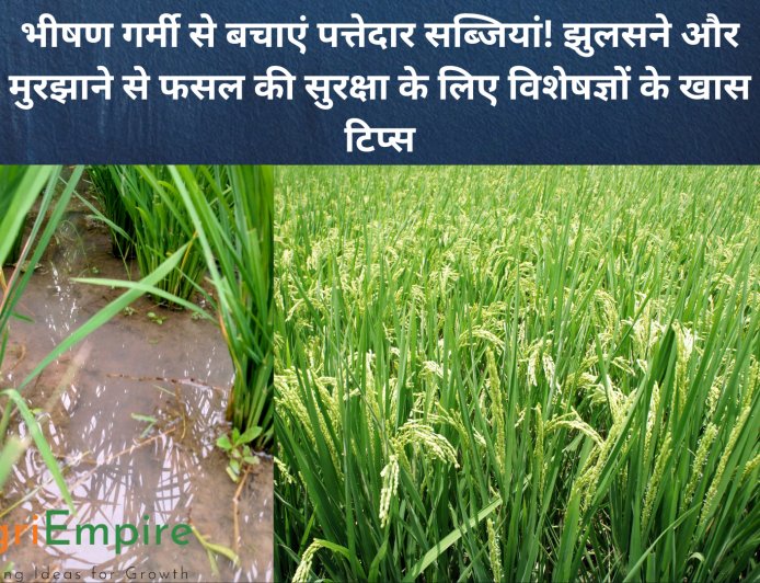 भीषण गर्मी से बचाएं पत्तेदार सब्जियां! झुलसने और मुरझाने से फसल की सुरक्षा के लिए विशेषज्ञों के खास टिप्स