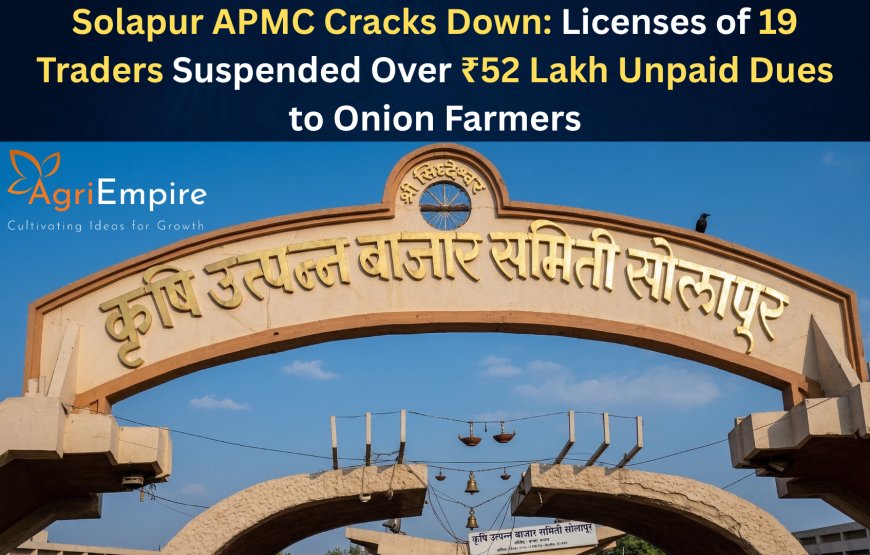 Solapur APMC Cracks Down: Licenses of 19 Traders Suspended Over ₹52 Lakh Unpaid Dues to Onion Farmers