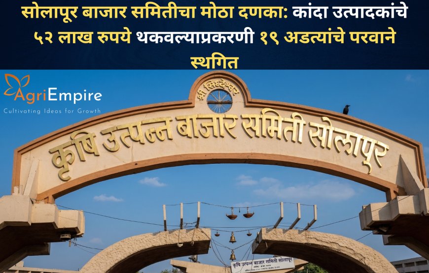 सोलापूर बाजार समितीचा मोठा दणका: कांदा उत्पादकांचे ५२ लाख रुपये थकवल्याप्रकरणी १९ अडत्यांचे परवाने स्थगित