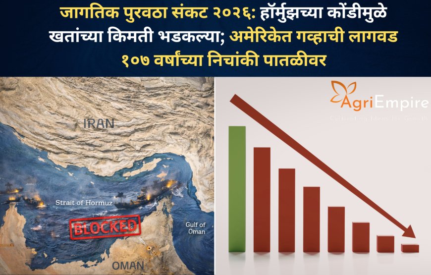 जागतिक पुरवठा संकट २०२६: हॉर्मुझच्या कोंडीमुळे खतांच्या किमती भडकल्या; अमेरिकेत गव्हाची लागवड १०७ वर्षांच्या निचांकी पातळीवर