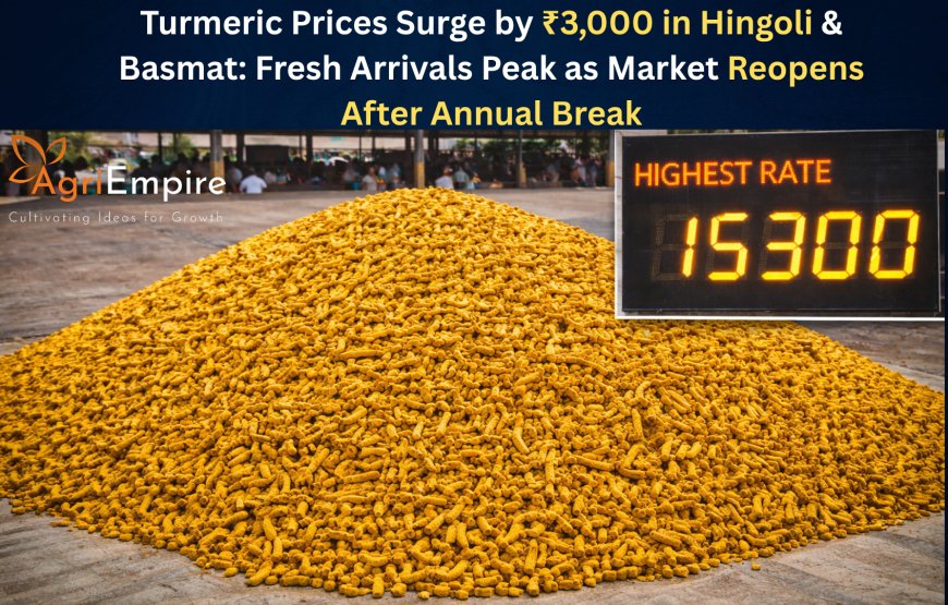 Turmeric Prices Surge by ₹3,000 in Hingoli & Basmat: Fresh Arrivals Peak as Market Reopens After Annual Break
