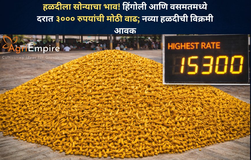 हळदीला सोन्याचा भाव! हिंगोली आणि वसमतमध्ये दरात ३००० रुपयांची मोठी वाढ; नव्या हळदीची विक्रमी आवक