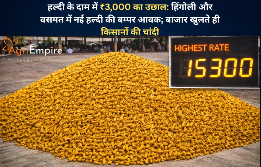 हल्दी के दाम में ₹3,000 का उछाल: हिंगोली और वसमत में नई हल्दी की बम्पर आवक; बाजार खुलते ही किसानों की चांदी