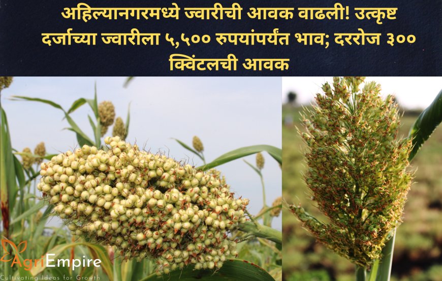 अहिल्यानगरमध्ये ज्वारीची आवक वाढली! उत्कृष्ट दर्जाच्या ज्वारीला ५,५०० रुपयांपर्यंत भाव; दररोज ३०० क्विंटलची आवक