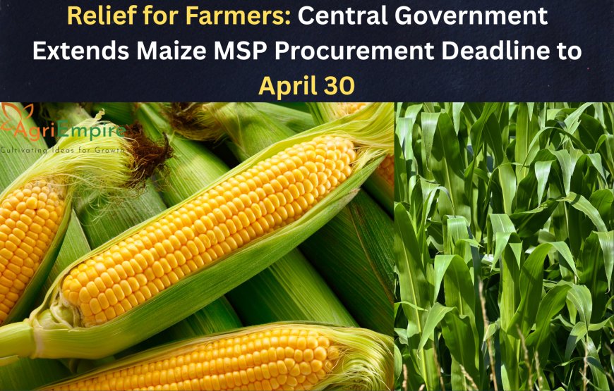 Relief for Farmers: Central Government Extends Maize MSP Procurement Deadline to April 30