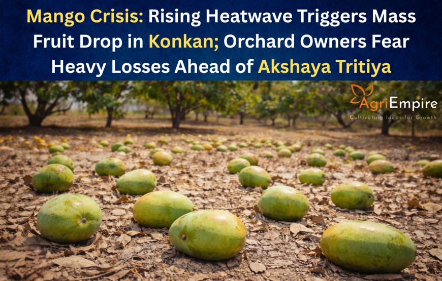 Mango Crisis: Rising Heatwave Triggers Mass Fruit Drop in Konkan; Orchard Owners Fear Heavy Losses Ahead of Akshaya Tritiya