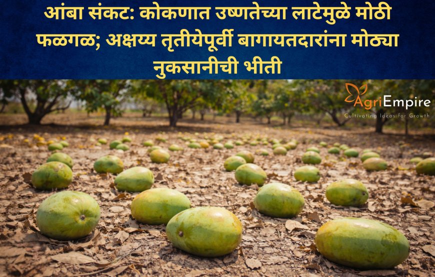 आंबा संकट: कोकणात उष्णतेच्या लाटेमुळे मोठी फळगळ; अक्षय्य तृतीयेपूर्वी बागायतदारांना मोठ्या नुकसानीची भीती