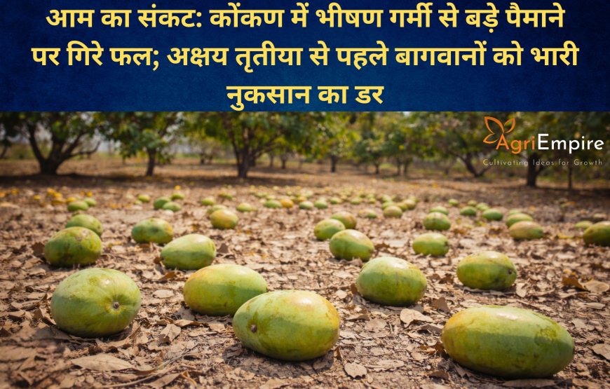 आम का संकट: कोंकण में भीषण गर्मी से बड़े पैमाने पर गिरे फल; अक्षय तृतीया से पहले बागवानों को भारी नुकसान का डर