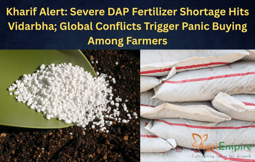 Kharif Alert: Severe DAP Fertilizer Shortage Hits Vidarbha; Global Conflicts Trigger Panic Buying Among Farmers