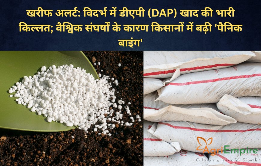 खरीफ अलर्ट: विदर्भ में डीएपी (DAP) खाद की भारी किल्लत; वैश्विक संघर्षों के कारण किसानों में बढ़ी 'पैनिक बाइंग'