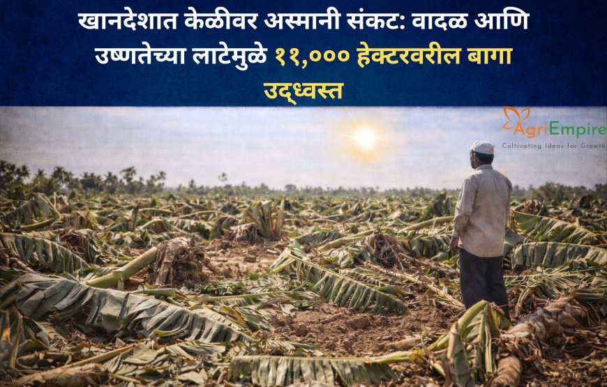 खानदेशात केळीवर अस्मानी संकट: वादळ आणि उष्णतेच्या लाटेमुळे ११,००० हेक्टरवरील बागा उद्ध्वस्त