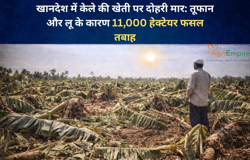 खानदेश में केले की खेती पर दोहरी मार: तूफान और लू के कारण 11,000 हेक्टेयर फसल तबाह