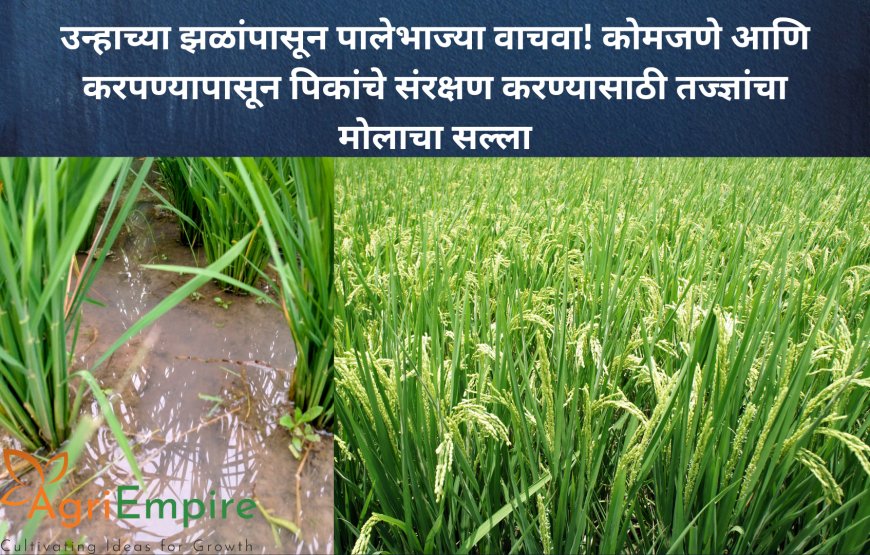 उन्हाच्या झळांपासून पालेभाज्या वाचवा! कोमजणे आणि करपण्यापासून पिकांचे संरक्षण करण्यासाठी तज्ज्ञांचा मोलाचा सल्ला