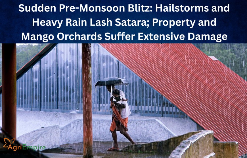 Sudden Pre-Monsoon Blitz: Hailstorms and Heavy Rain Lash Satara; Property and Mango Orchards Suffer Extensive Damage