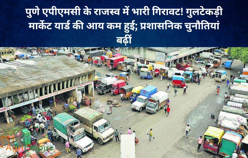 पुणे एपीएमसी के राजस्व में भारी गिरावट! गुलटेकड़ी मार्केट यार्ड की आय कम हुई; प्रशासनिक चुनौतियां बढ़ीं