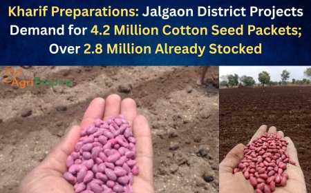Kharif Preparations: Jalgaon District Projects Demand for 4.2 Million Cotton Seed Packets; Over 2.8 Million Already Stocked