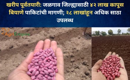 खरीप पूर्वतयारी: जळगाव जिल्ह्यासाठी ४२ लाख कापूस बियाणे पाकिटांची मागणी; २८ लाखांहून अधिक साठा उपलब्ध