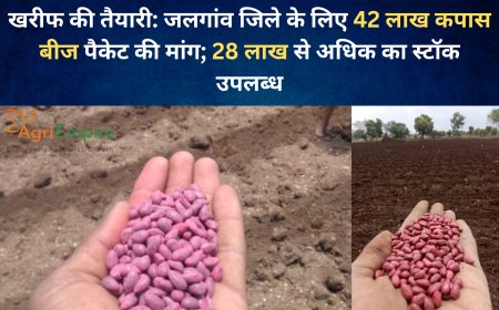 खरीफ की तैयारी: जलगांव जिले के लिए 42 लाख कपास बीज पैकेट की मांग; 28 लाख से अधिक का स्टॉक उपलब्ध