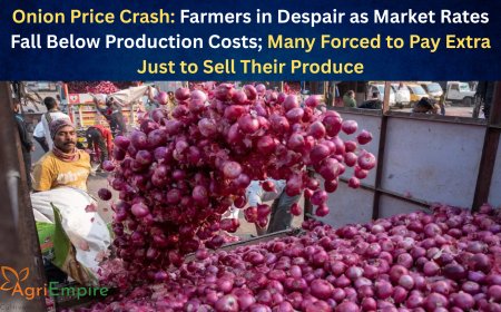 Onion Price Crash: Farmers in Despair as Market Rates Fall Below Production Costs; Many Forced to Pay Extra Just to Sell Their Produce
