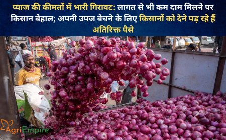 प्याज की कीमतों में भारी गिरावट: लागत से भी कम दाम मिलने पर किसान बेहाल; अपनी उपज बेचने के लिए किसानों को देने पड़ रहे हैं अतिरिक्त पैसे