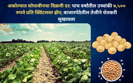 अकोल्यात सोयाबीनचा विक्रमी दर: पाच वर्षांतील उच्चांकी ७,५०० रुपये प्रति क्विंटलवर झेप; बाजारपेठेतील तेजीने शेतकरी सुखावला