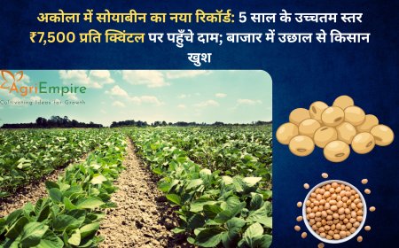 अकोला में सोयाबीन का नया रिकॉर्ड: 5 साल के उच्चतम स्तर ₹7,500 प्रति क्विंटल पर पहुँचे दाम; बाजार में उछाल से किसान खुश