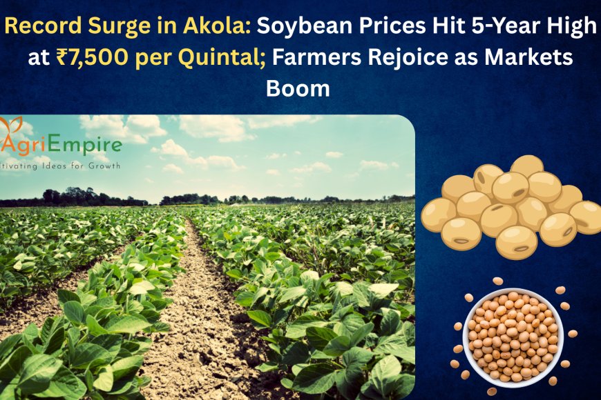 Record Surge in Akola: Soybean Prices Hit 5-Year High at ₹7,500 per Quintal; Farmers Rejoice as Markets Boom