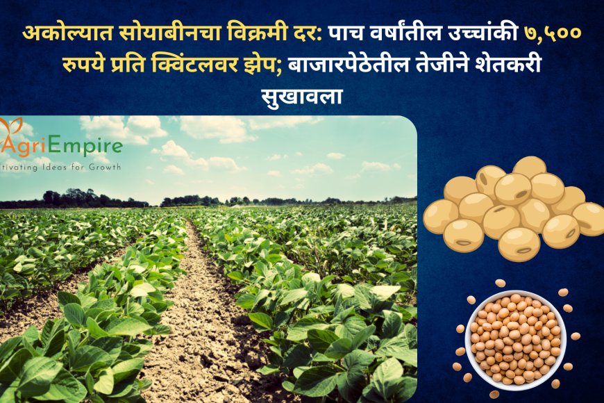 अकोल्यात सोयाबीनचा विक्रमी दर: पाच वर्षांतील उच्चांकी ७,५०० रुपये प्रति क्विंटलवर झेप; बाजारपेठेतील तेजीने शेतकरी सुखावला