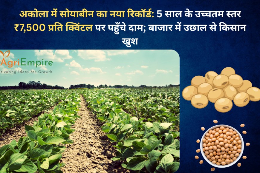 अकोला में सोयाबीन का नया रिकॉर्ड: 5 साल के उच्चतम स्तर ₹7,500 प्रति क्विंटल पर पहुँचे दाम; बाजार में उछाल से किसान खुश