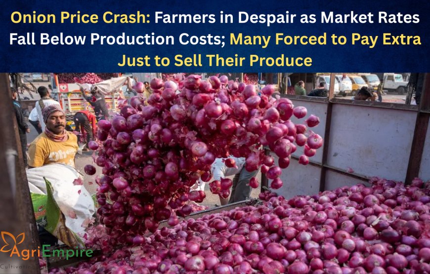 Onion Price Crash: Farmers in Despair as Market Rates Fall Below Production Costs; Many Forced to Pay Extra Just to Sell Their Produce