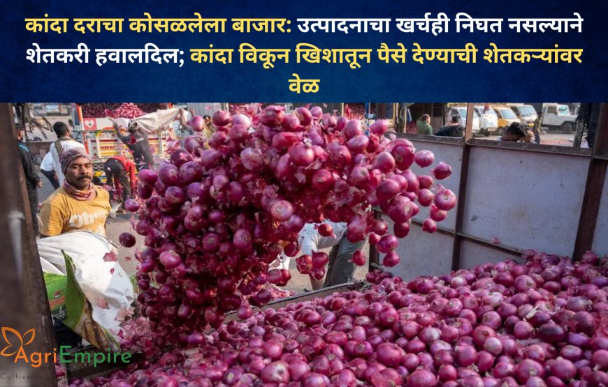 कांदा दराचा कोसळलेला बाजार: उत्पादनाचा खर्चही निघत नसल्याने शेतकरी हवालदिल; कांदा विकून खिशातून पैसे देण्याची शेतकऱ्यांवर वेळ