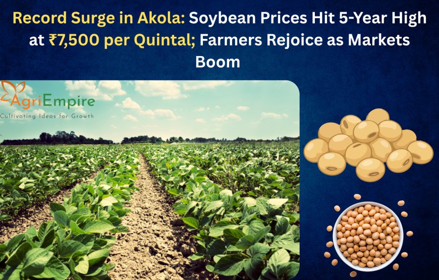 Record Surge in Akola: Soybean Prices Hit 5-Year High at ₹7,500 per Quintal; Farmers Rejoice as Markets Boom