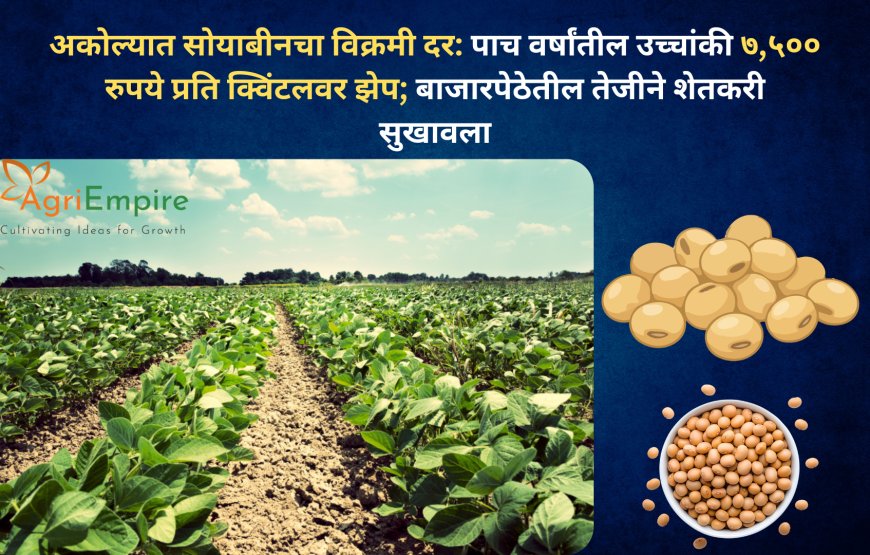 अकोल्यात सोयाबीनचा विक्रमी दर: पाच वर्षांतील उच्चांकी ७,५०० रुपये प्रति क्विंटलवर झेप; बाजारपेठेतील तेजीने शेतकरी सुखावला